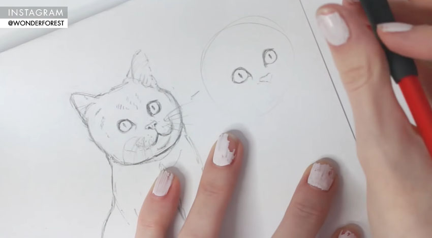 cat nose drawing